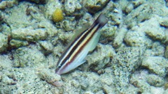 Princess Parrotfish Juvenile (24